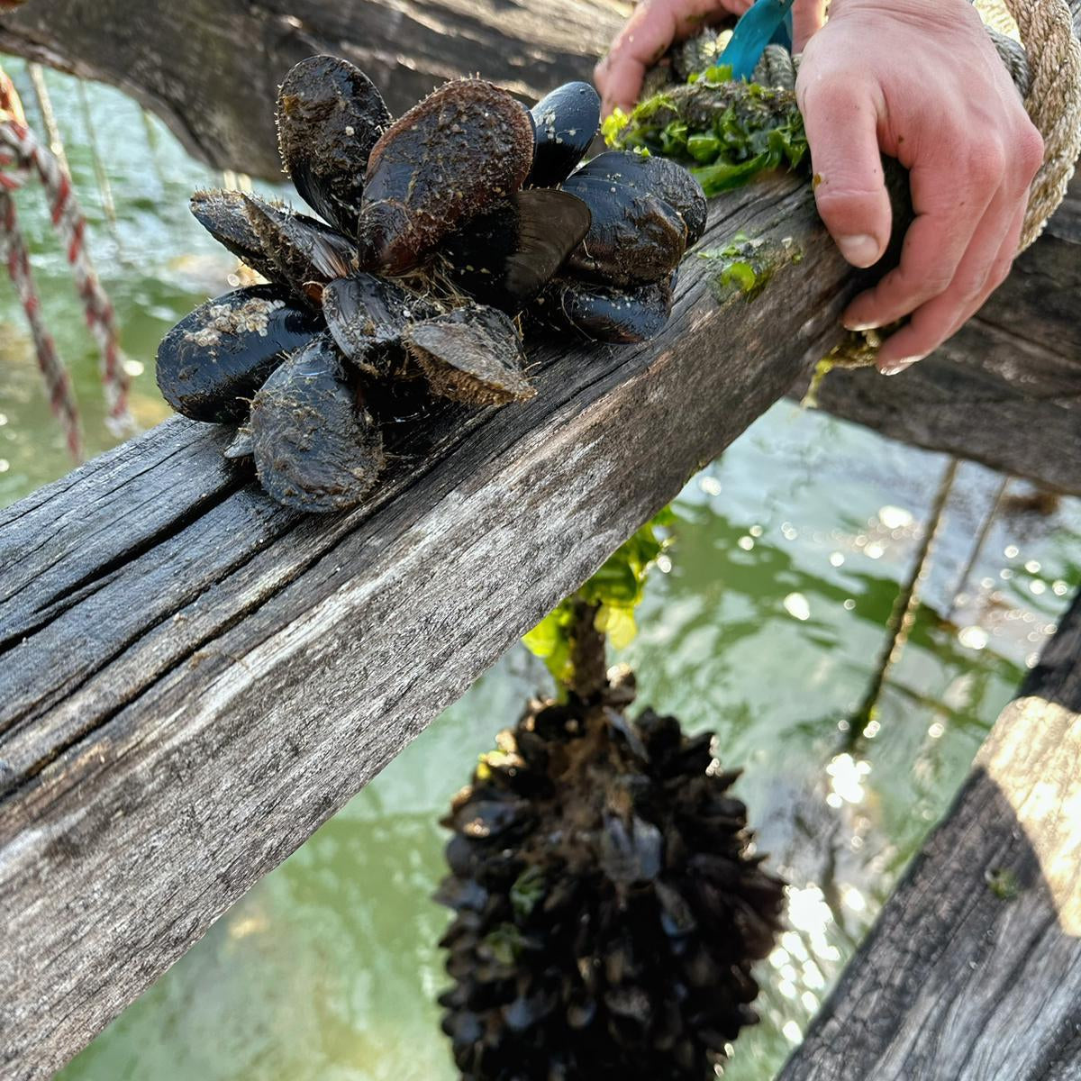 Experiencia en batea: descubre el mejillón gallego desde el mar