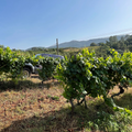 Cata en bodega de autor — O Ribeiro, Ourense