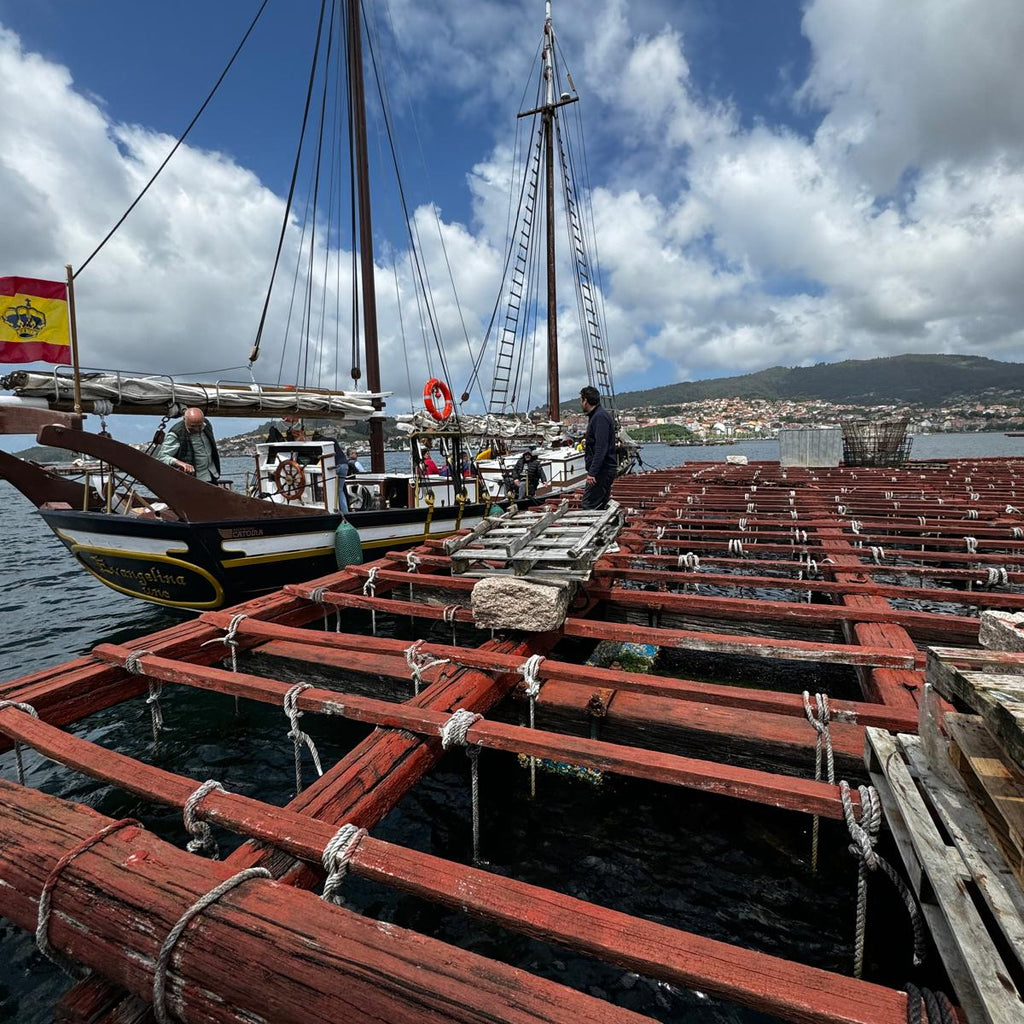 Experiencia en batea: descubre el mejillón gallego desde el mar