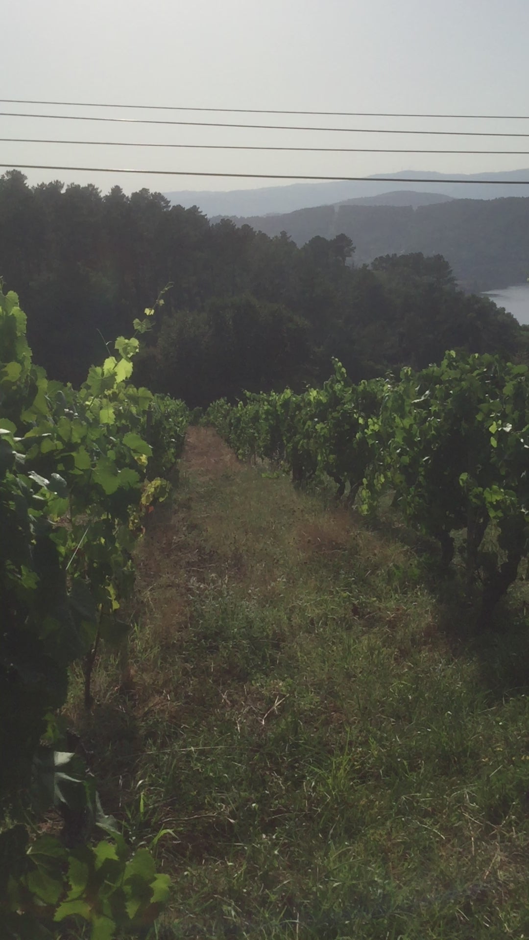 Cata en viñedo de autor al atardecer — O Ribeiro, Ourense